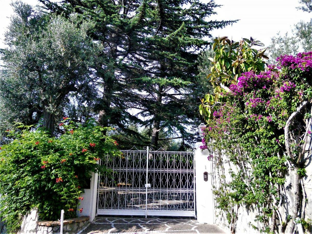 Villa Le Olivine Σορέντο Εξωτερικό φωτογραφία